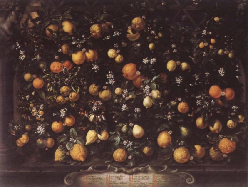 Bartolomeo Bimbi Orange lemon Limetten and Lunien oil painting image